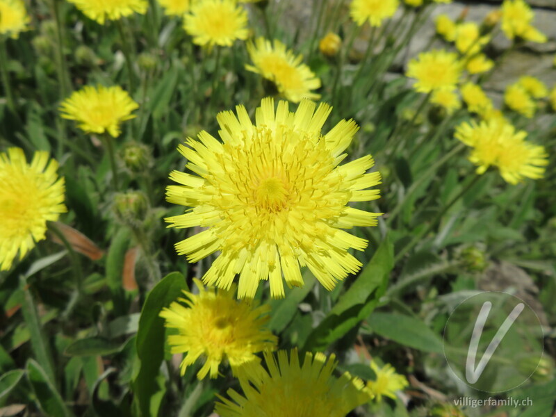 Lepeletiers Habichtskraut: Übersicht